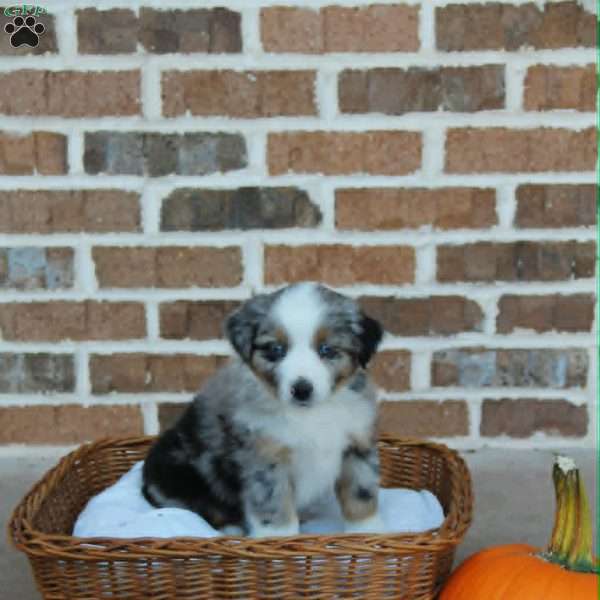 Bathsheba, Miniature Australian Shepherd Puppy